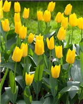  - Tulipa fosteriana 'Yellow Purissima'