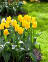  - Tulipa fosteriana 'Yellow Purissima'