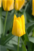  - Tulipa fosteriana 'Yellow Purissima'