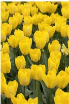  - Tulipa fosteriana 'Yellow Purissima'