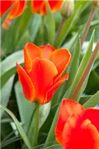 - Tulipa kaufmanniana