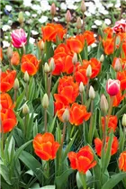  - Tulipa kaufmanniana