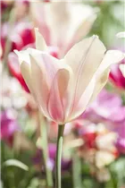  - Tulipa kaufmanniana