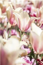  - Tulipa kaufmanniana