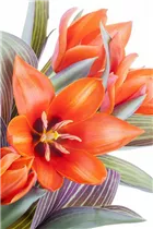  - Tulipa kaufmanniana