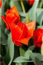  - Tulipa kaufmanniana