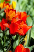  - Tulipa kaufmanniana