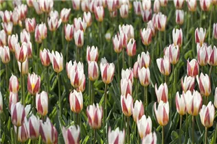 - Tulipa kaufmanniana 'Ice Stick'