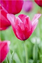  - Tulipa gesneriana