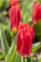 - Tulipa kaufmanniana 'Scarlet Baby'  - Tulipa kaufmanniana 'Scarlet Baby'