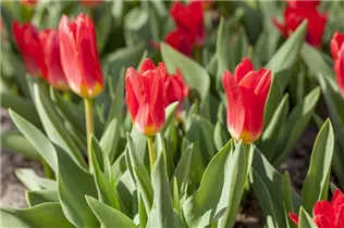- Tulipa kaufmanniana 'Scarlet Baby'  - Tulipa kaufmanniana 'Scarlet Baby'