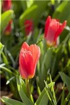 - Tulipa kaufmanniana 'Scarlet Baby'  - Tulipa kaufmanniana 'Scarlet Baby'
