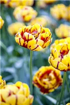  - Tulipa 'Golden Nizza'