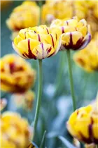  - Tulipa 'Golden Nizza'