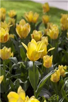  - Tulipa greigii