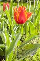  - Tulipa greigii