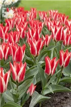  - Tulipa greigii