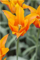  - Tulipa lilienblütig