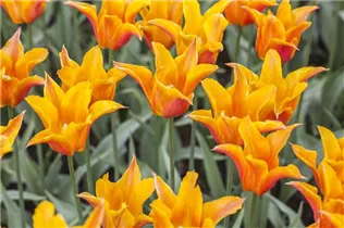 - Tulipa lilienblütig