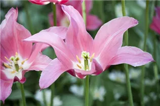  - Tulipa lilienblütig