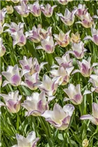  - Tulipa lilienblütig