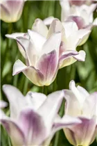  - Tulipa lilienblütig