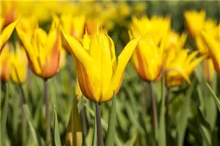  - Tulipa lilienblütig