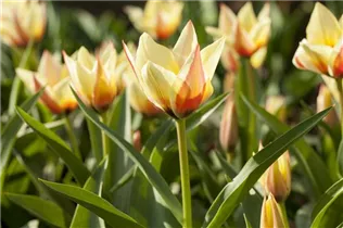  - Tulipa lilienblütig