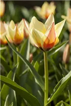  - Tulipa lilienblütig