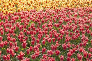  - Tulipa lilienblütig