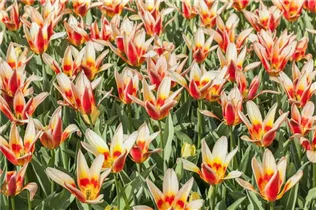  - Tulipa lilienblütig