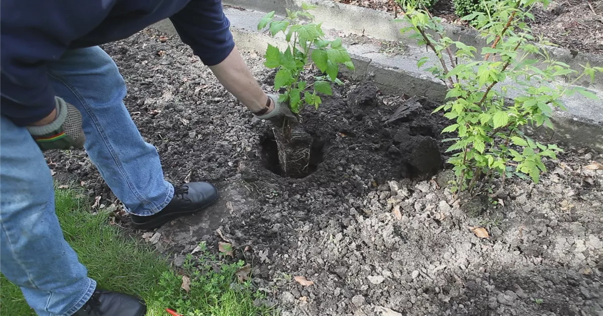  - Himbeeren - Einpflanzen im Garten