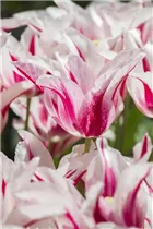  - Tulipa 'Marilyn'