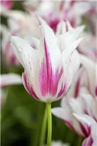  - Tulipa 'Marilyn'
