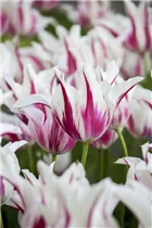  - Tulipa 'Marilyn'