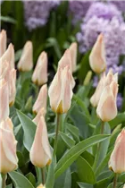  - Tulipa greigii 'Für Elise'