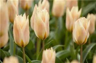  - Tulipa greigii 'Für Elise'