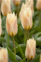  - Tulipa greigii 'Für Elise'