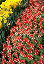  - Tulipa greigii 'Pinocchio'