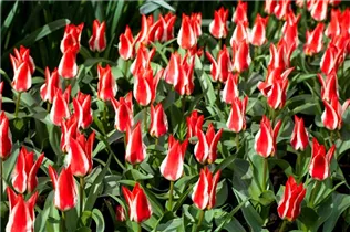  - Tulipa greigii 'Pinocchio'
