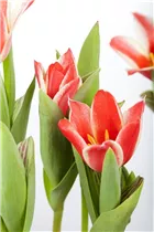  - Tulipa greigii 'Pinocchio'