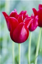  - Tulipa greigii 'Red Riding Hood'