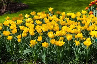  - Tulipa 'Monte Carlo'