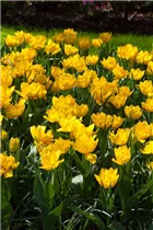  - Tulipa 'Monte Carlo'