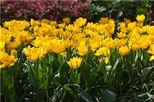  - Tulipa 'Monte Carlo'