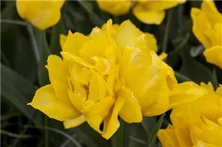  - Tulipa 'Monte Carlo'