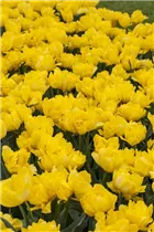 Blumenzwiebeln - Tulpen Yellow Pompenette x10 Gefüllte späte gelb Blumenzwiebeln - Tulpen Yellow Pompenette x10 Gefüllte späte gelb