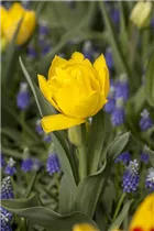  - Tulipa 'Monte Carlo'