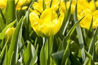  - Tulipa 'Monte Carlo'