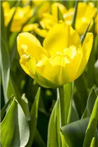  - Tulipa 'Monte Carlo'